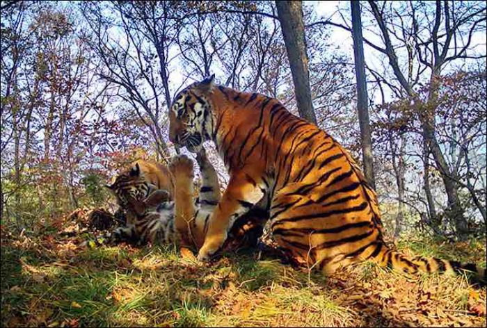 Watch Tiger Family Pose For Amazing Selfies Before Knocking Out Camera 