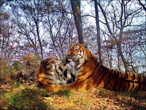 Watch Tiger Family Pose For Amazing Selfies Before Knocking Out Camera ...