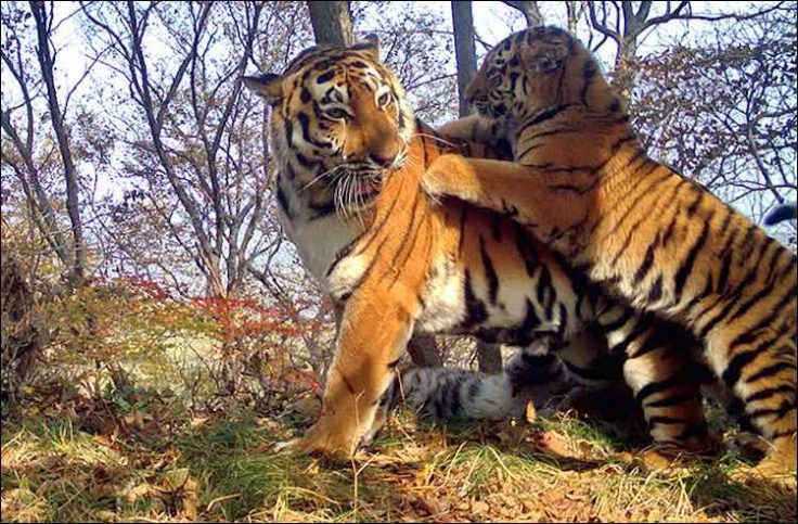 Watch Tiger Family Pose For Amazing Selfies Before Knocking Out Camera ...