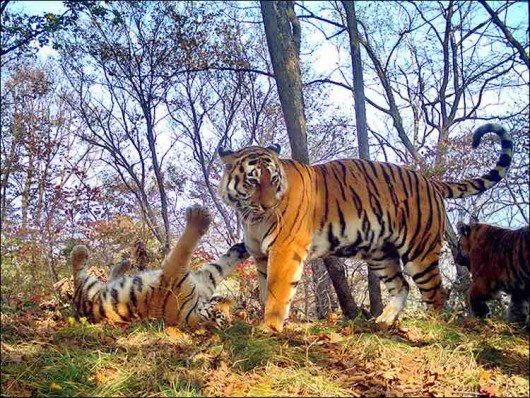 Watch Tiger Family Pose For Amazing Selfies Before Knocking Out Camera ...