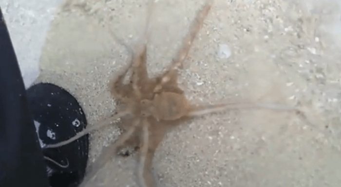 Baby Octopus is Quick to Thank Human Rescuer Before it Swims Back to ...