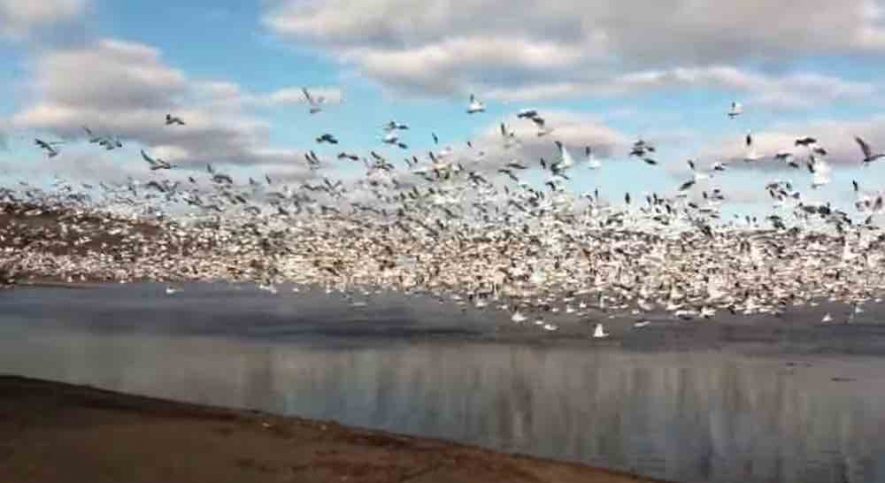 Mesmerizing Video of 10,000 Snow Geese Taking Flight Will Soothe Your Soul