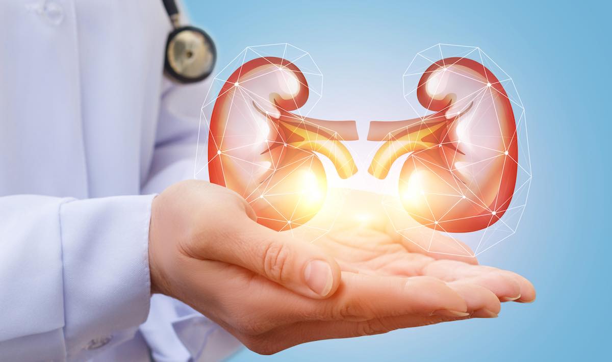 Human Trials for Artificial Kidney Could Begin This Year, With First