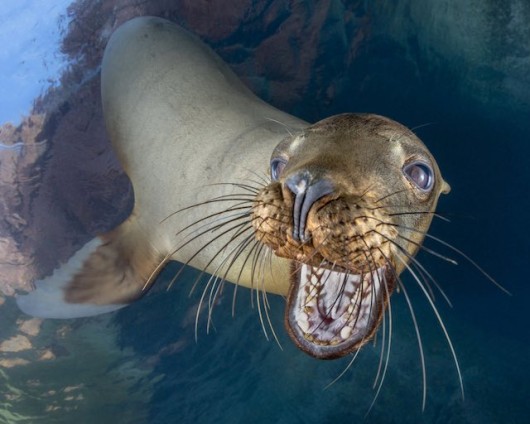 Check Out These Stunning Pictures Named Winners of Underwater ...