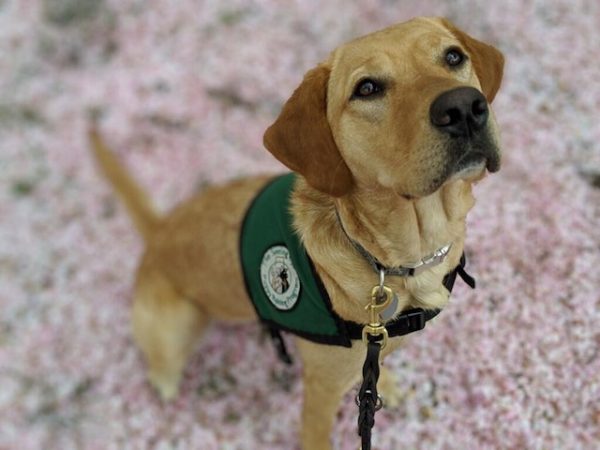 College is Pairing Service-Dogs-in-Training With Stressed Students Who ...