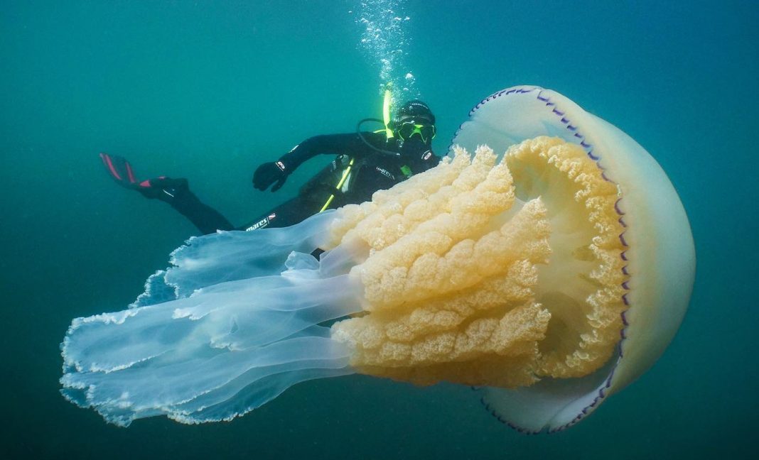 Diver is Awestruck By Huge Jellyfish Encounter Off the British Coast – LOOK