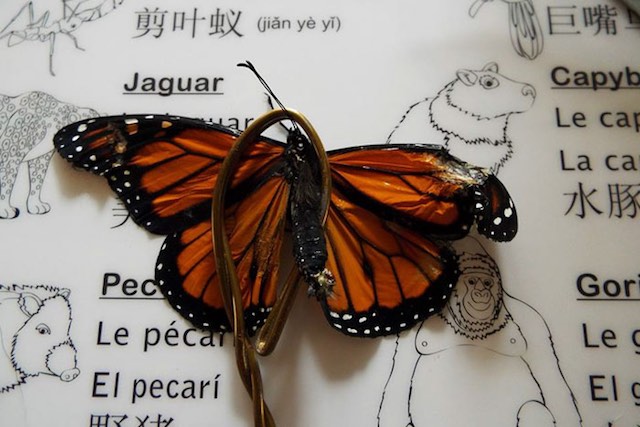 Winging It: The Buzz About Saving Monarch Butterflies