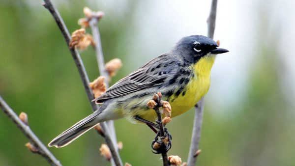 50 Years of Conservation Finally Lifts This Beloved Warbler Off The ...