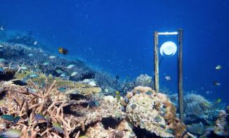 Scientists Are Using Speakers To Revive Damaged Coral Reefs By Luring ...