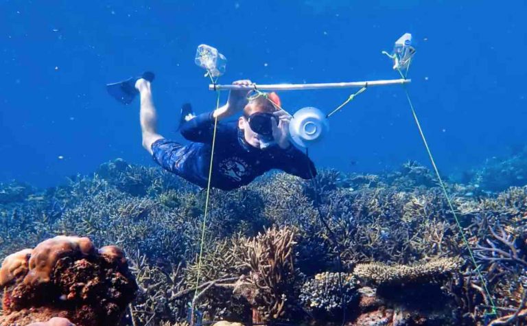 Scientists Are Using Speakers To Revive Damaged Coral Reefs By Luring ...