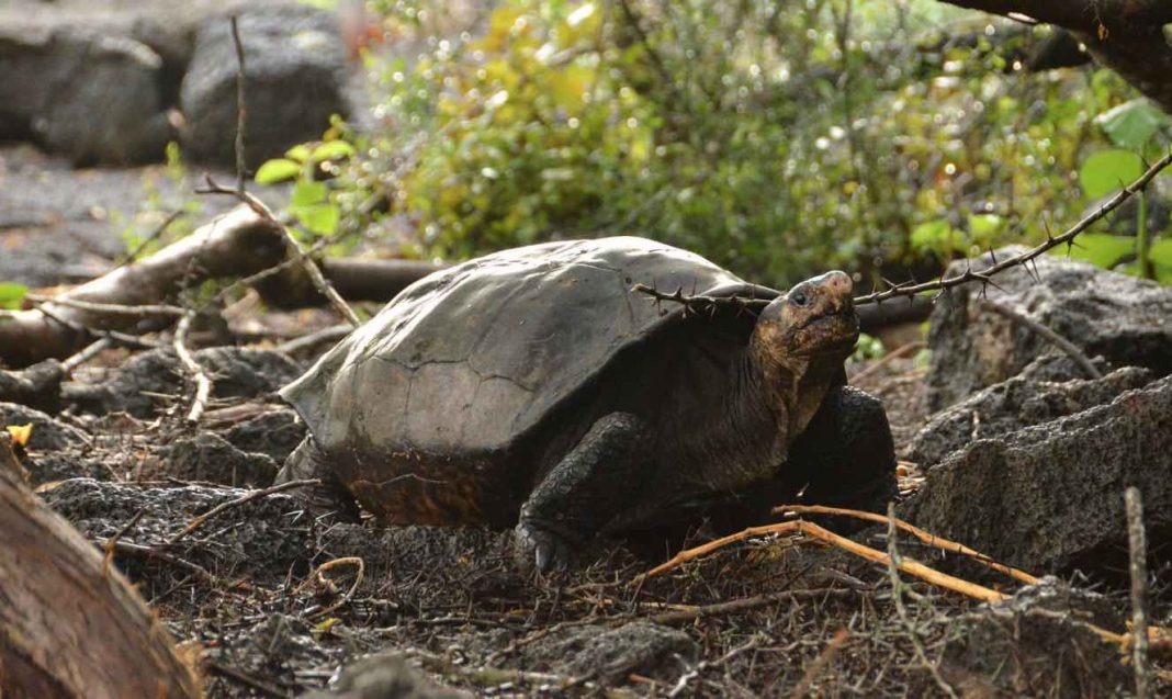 100YearOld Galápagos Tortoise Found on Fernandina Island is Indeed