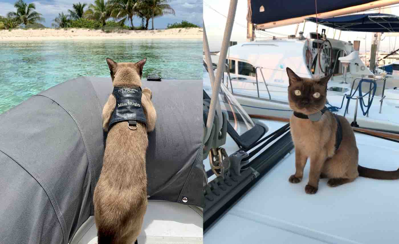 These Are the Epic Photos of a Pirate Cat Who Has Spent Her Whole Life ...