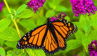 Amazing Quarter-Million Monarchs in 2021, Up From Just 2,000 the Year ...