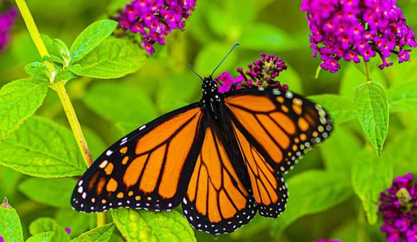 Historic Deal to Protect Millions of Monarch Butterfly Habitat Acres is ...