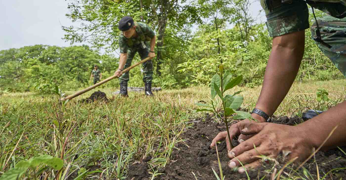 Volunteers in India Do it Again–Planting 250 Million Saplings in Single ...