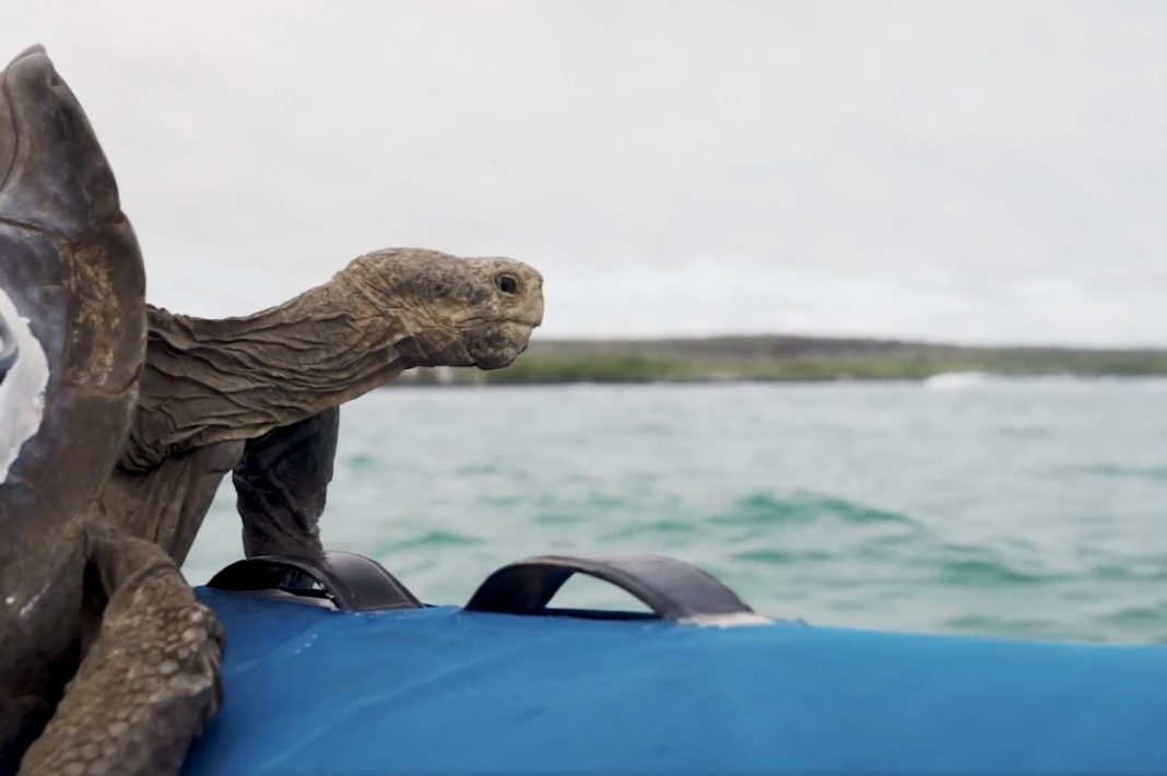 15 Giant Tortoises Finally Returned to Their Galapagos Island Home ...