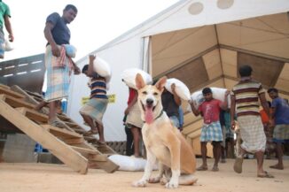 A Lost Pup Has Become the Official Mascot of Joy For Thousands in ...