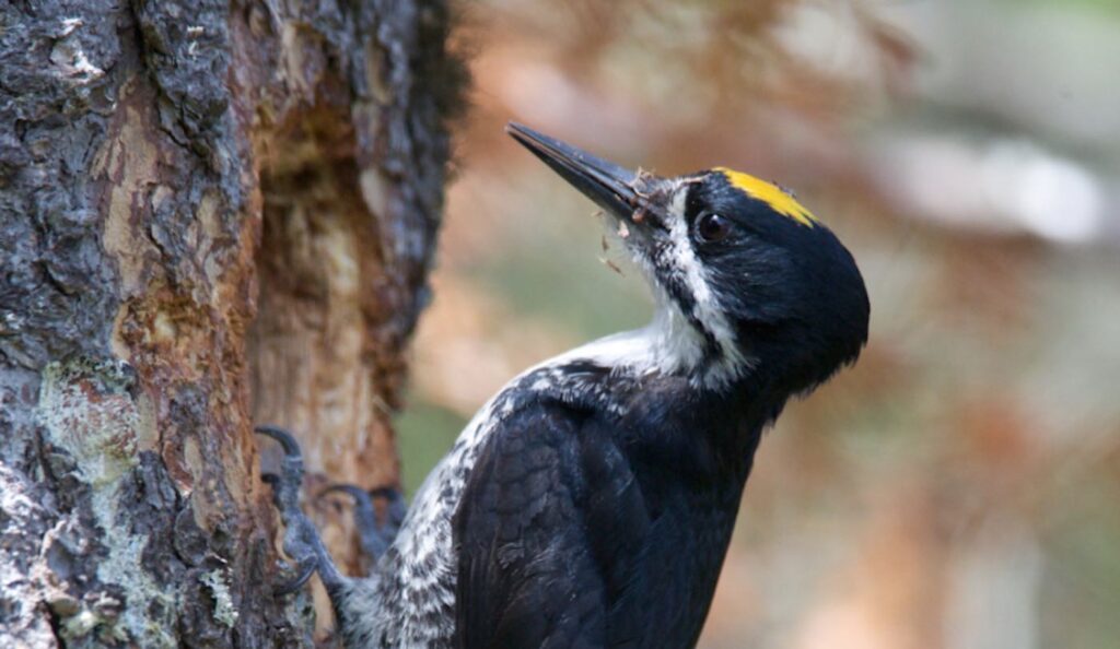 THECOCONUTWHISPERER Fires Have Helped These Endangered Woodpeckers 