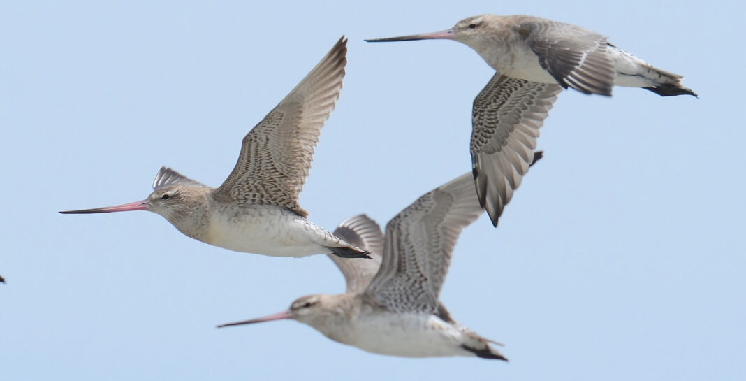 Bird Sets New Record for Longest Bird Migration – 7,500 Miles Without