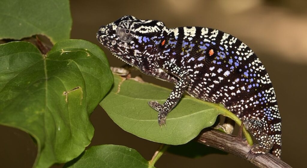 Chameleons Not Seen By Scientists For 100 Years Found in a Madagascar Hotel  Garden
