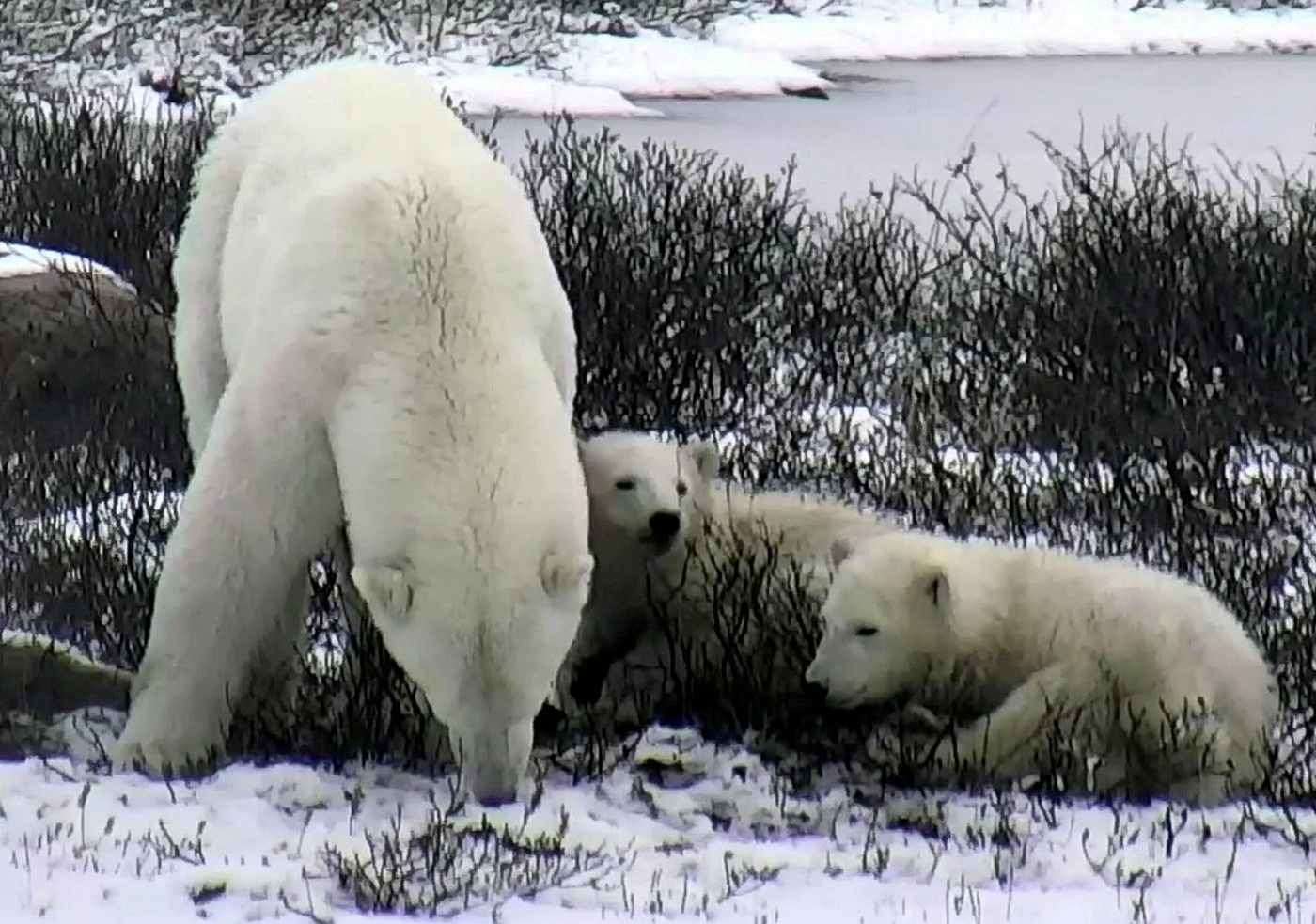 Feeling Stressed? Use This Gorgeous Polar Bear Live Stream to Find Your Zen