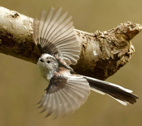 Photographer Uses Lockdown to Snap Photos of Amazing Wild Birds in ...