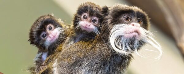 These Emperor Tamarin Triplets Were Born the Size of a Thimble - With ...