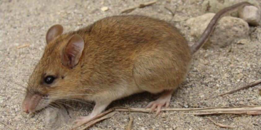 30 Years After Big Eruption Put Volcano Mouse on the ‘Extinct’ List ...