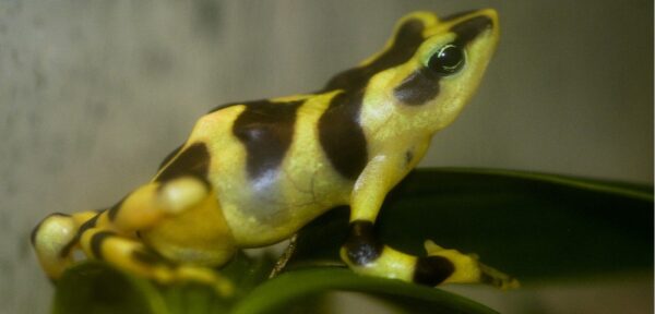 In World First, English Museum Successfully Breeds Endangered Harlequin ...