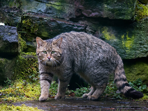 Ancient Dna Shows Cats Domesticated Themselves – Why Are We Not Surprised?