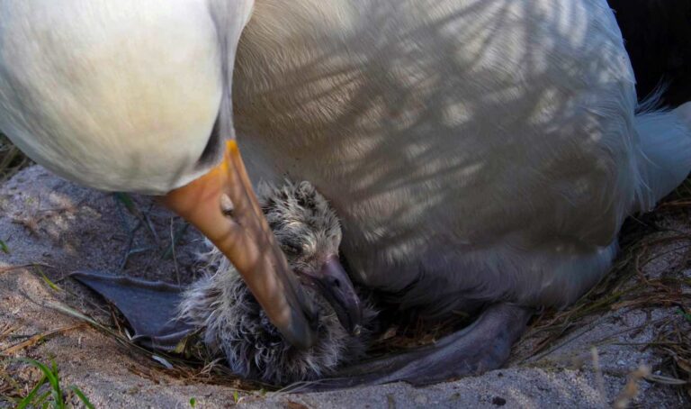 The World’s Oldest-Known Wild Bird—Named Wisdom—Hatches Another Chick ...