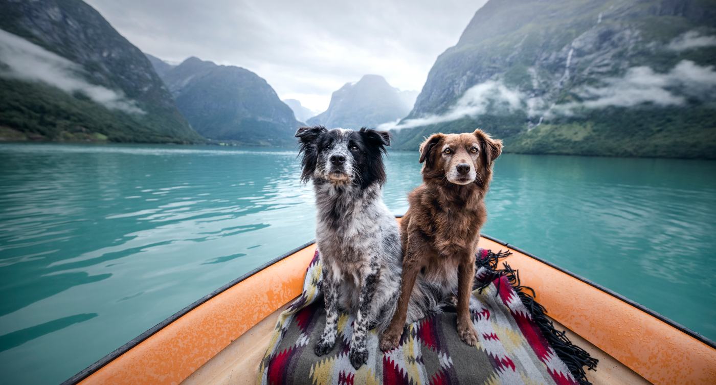 dogs travelling in europe