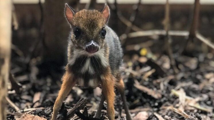 Tiny ‘Mouse Deer’ Born At English Zoo Is The Height Of A Pencil — And ...