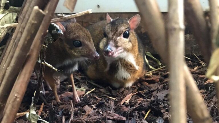 Tiny ‘Mouse Deer’ Born At English Zoo Is The Height Of A Pencil — And ...