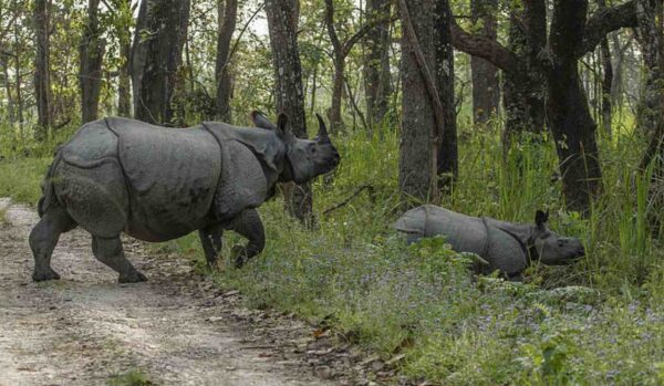 Number Of Greater One-Horned Rhinos Reaches New High – Up From Just 100 ...