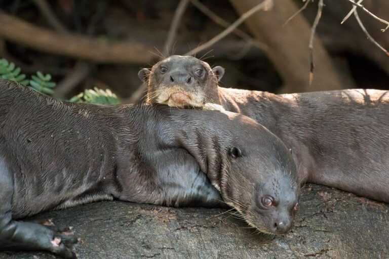 'Huge Surprise' as Giant River Otter Thought to be Extinct Pops Up in ...