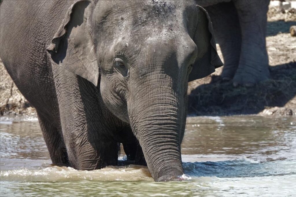 elephant sanctuary florida visit