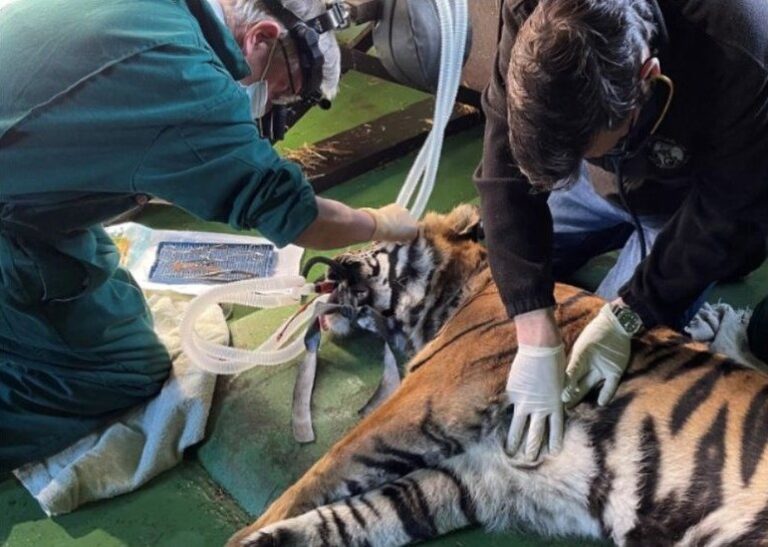 tiger gone home from hospital
