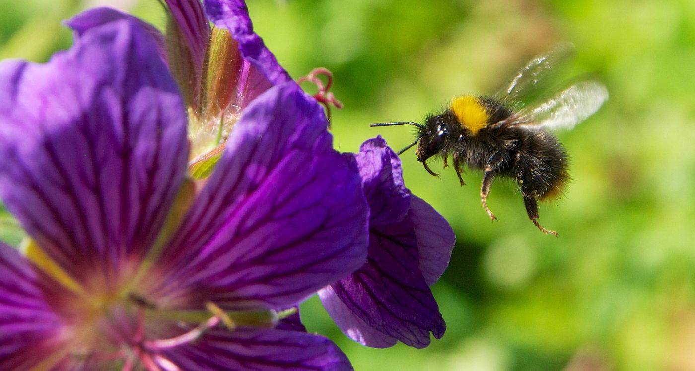 🐝 Nature's Love Story: Bumblebees Making Babies 🌼