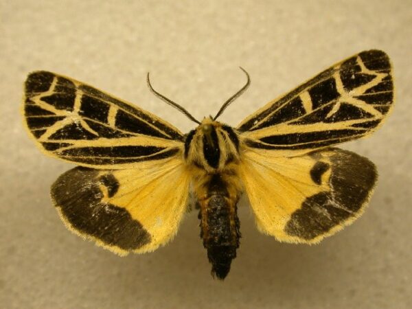 Smithsonian Says These Moths Are So Gorgeous, They Put Butterflies to ...