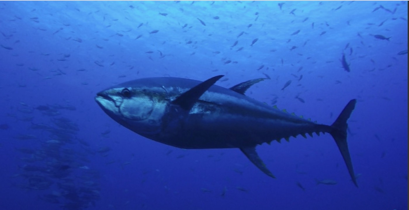 atlantic bluefin tuna feeding