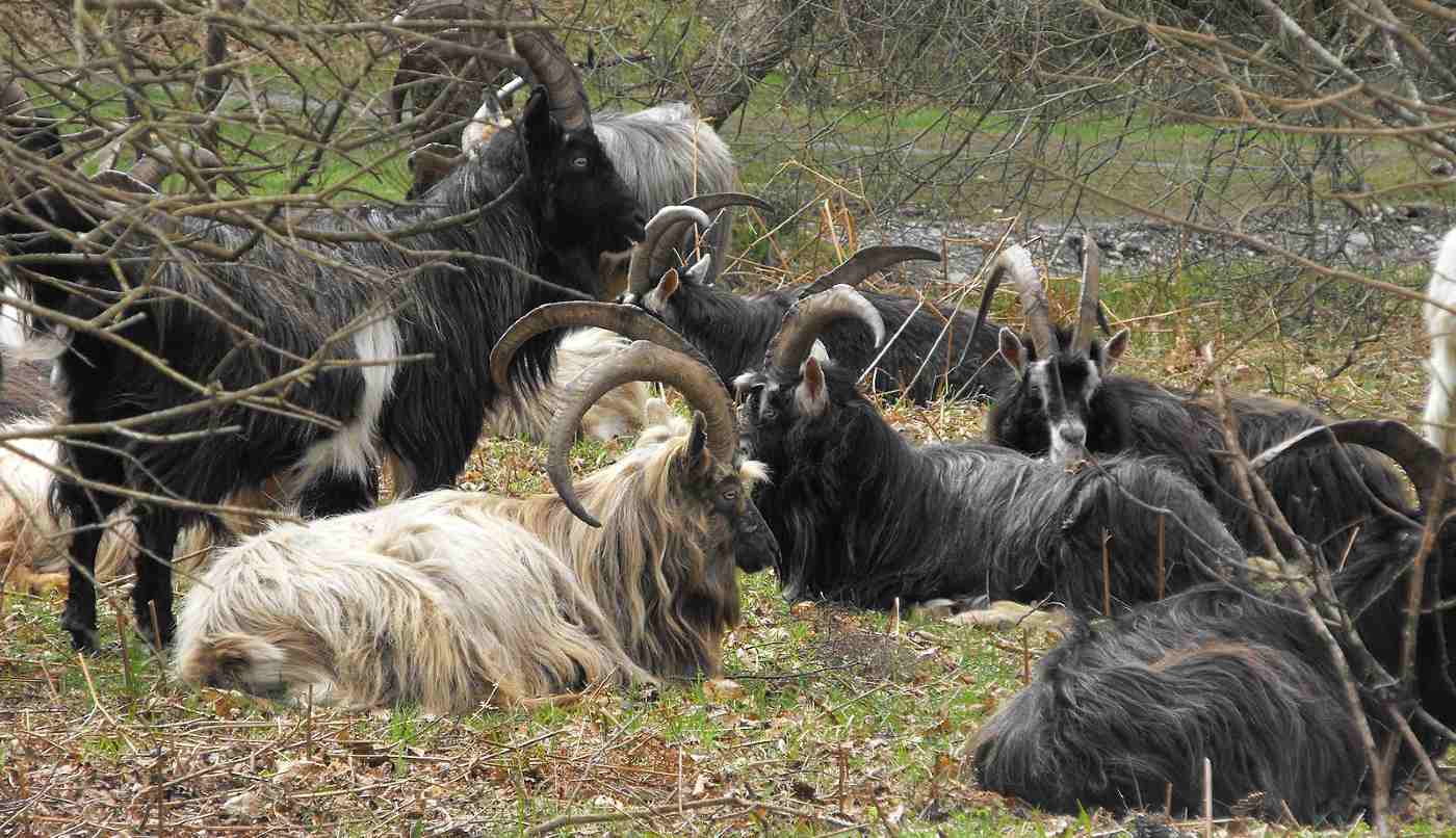 Old Irish Goats Return to Hills of Dublin After a Century to Join  Firefighting Brigade –And They're Loving It