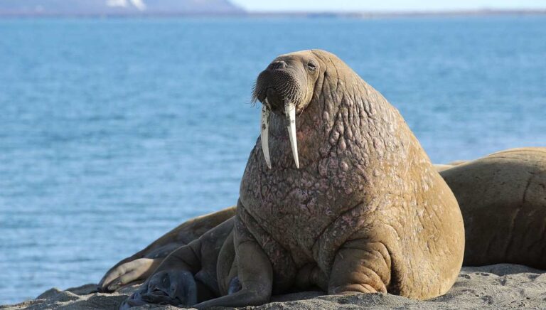 Where’s Walrus? You Can Help Scientists by Volunteering to Count Marine ...