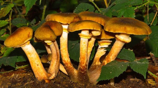 The Many Health Benefits of Eating Mushrooms That Are Wild – And ...