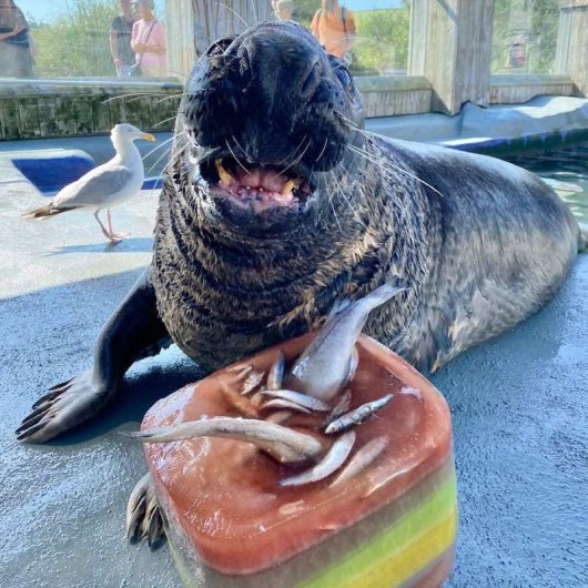 Rescued Seal Celebrates Birthday With Ice Cake –Then Falls Asleep Right ...