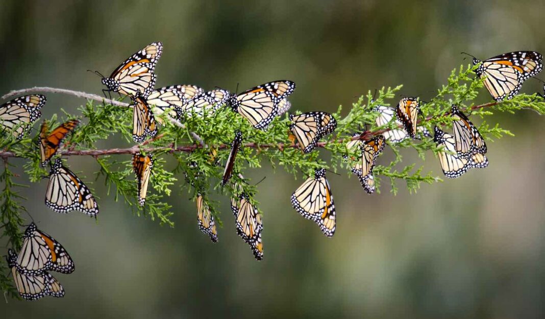 Monarch Population Soars 4,900 Percent Since Last Year in Thrilling 2021 Western Migration Western-Monarchs_Pismo_Beach-California-cc-Steve-Corey-1068x626