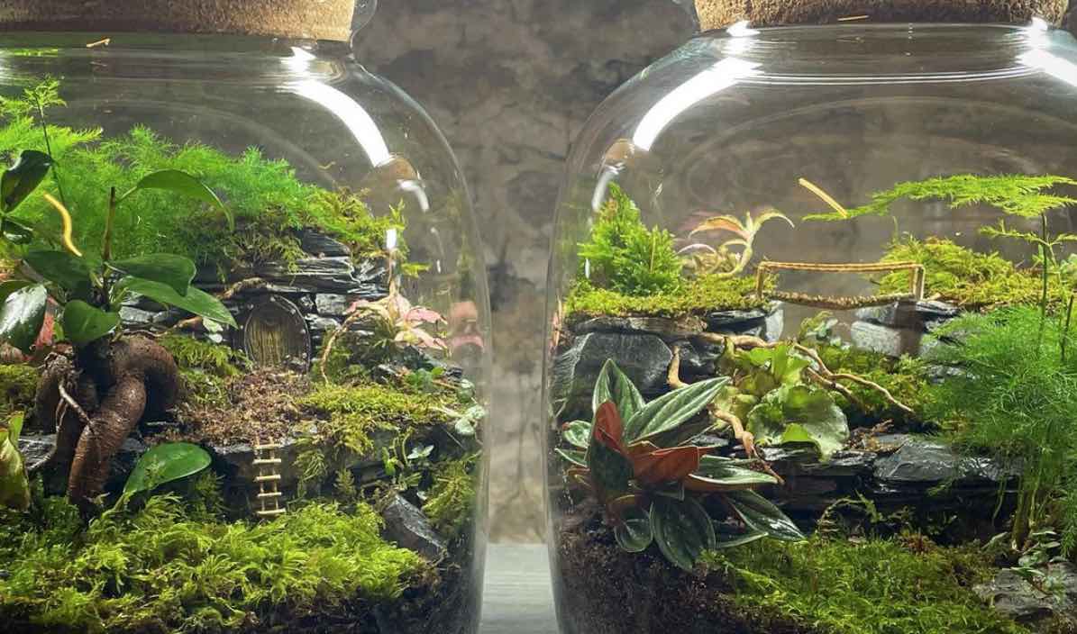 Making Terrariums at Home: Beautiful Good for the Mind