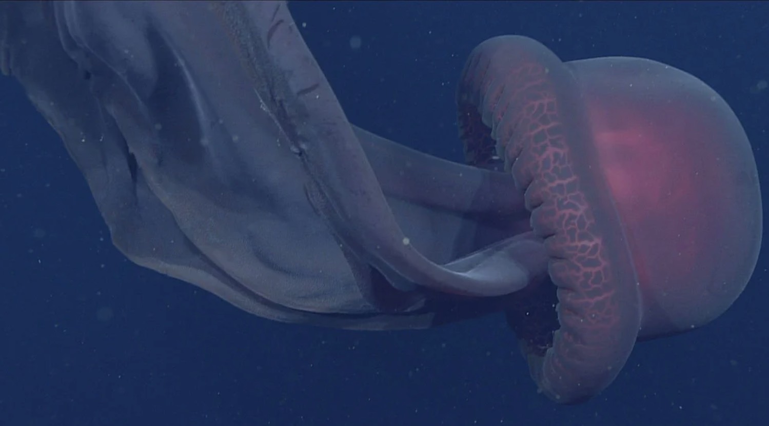 giant deep sea jellyfish