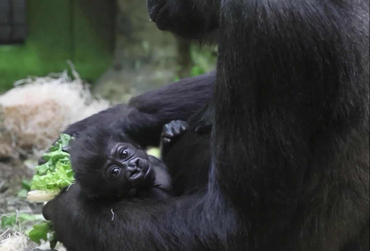 Watch the Adorable Moment a Baby Gorilla Born Prematurely is Reunited With its Family Baby-G-gorilla-with-mom-sq-SWNS-Cleveland-Metroparks-Zoo