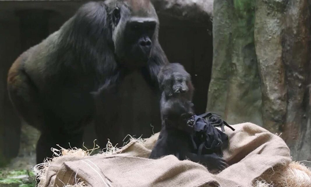 Watch the Adorable Moment a Baby Gorilla Born Prematurely is Reunited With its Family Square-pic-Baby-G-gorilla-with-mom-at-Cleveland-Metroparks-Zoo-SWNS-1068x642